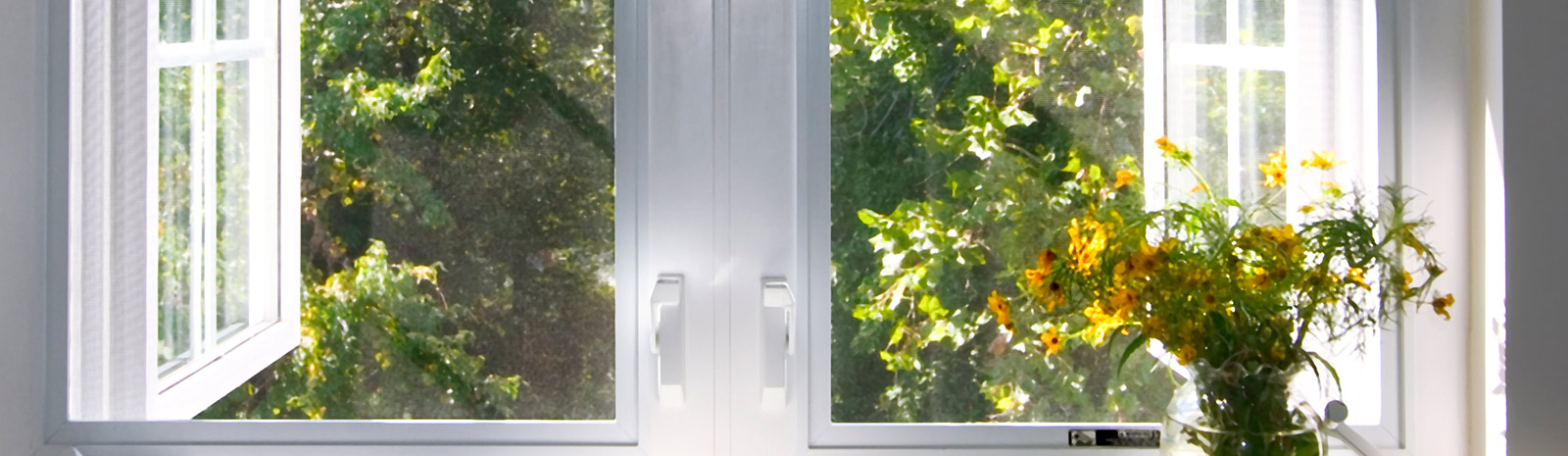 trees through a window