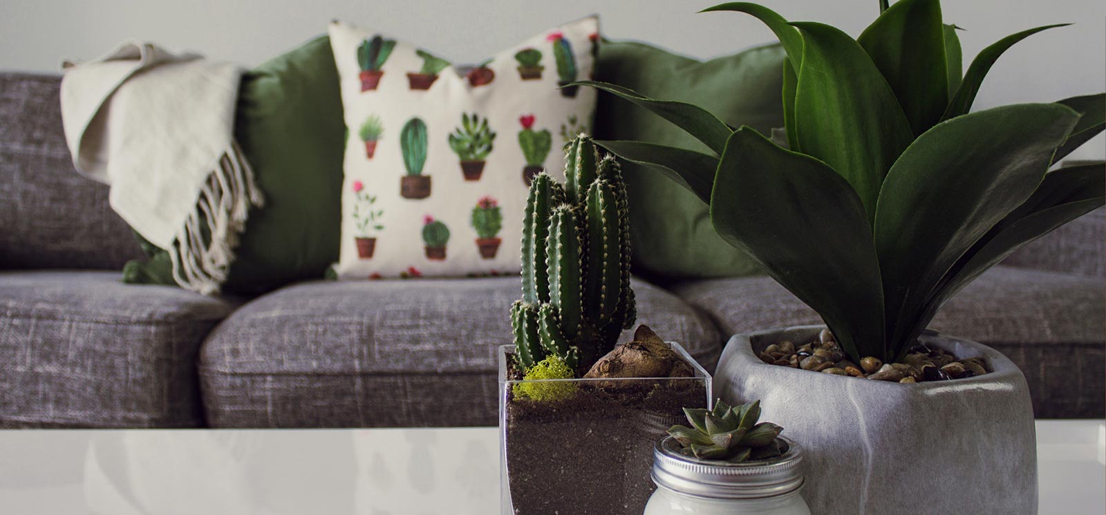 plants sitting on a table