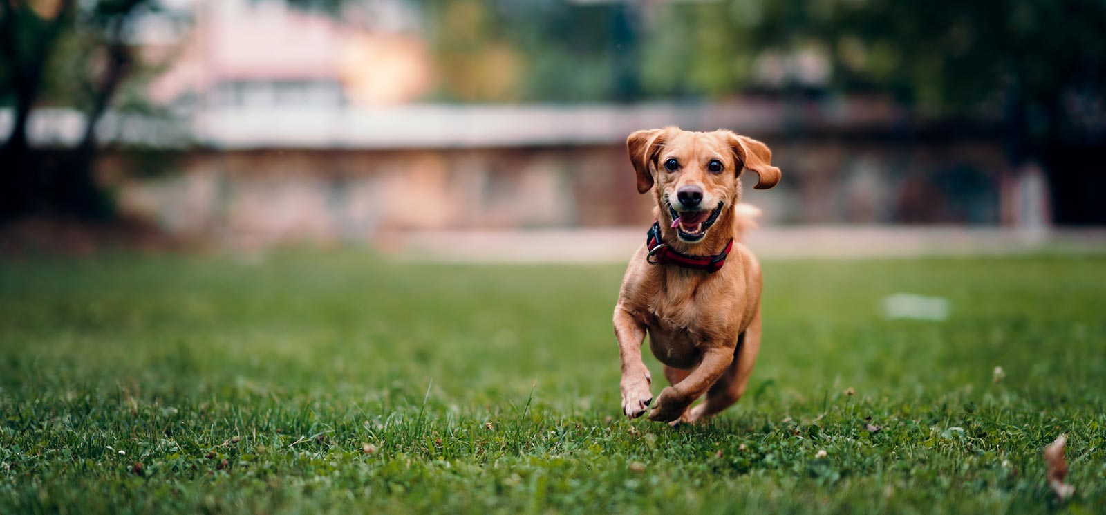 dog running in grass